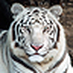 Profile Picture of Inam Ul Haq Rana (@inambinhaq) on Flickr