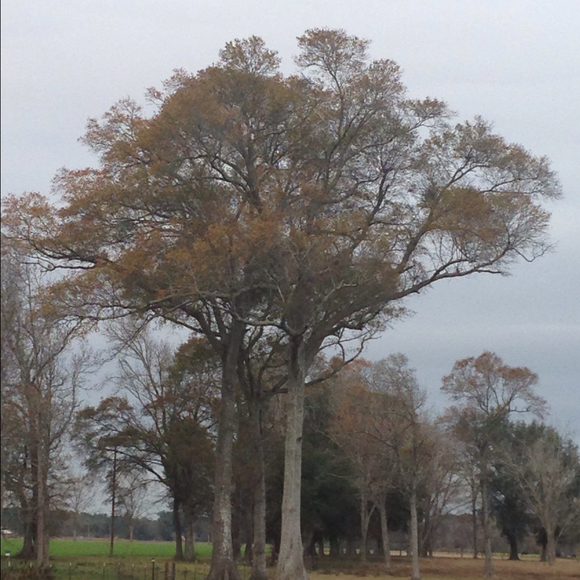 Lance Tanner - Poshmark Profile Picture of Lance Tanner (@gillary) on Poshmark