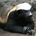 Profile Picture of Dan Behm (@dannybehm7) on Pinterest