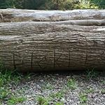 Profile Picture of Jeff McNeely (@mcneelyjeff) on Instagram