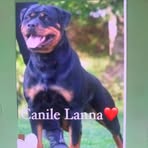 Profile Picture of Canile Lanna (@Canile-Lanna) on Facebook