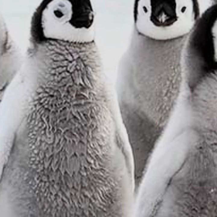 Profile Picture of ConstanceDavid (@streiatnddm) on Tiktok