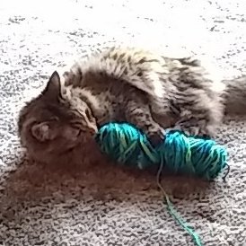 Profile Picture of Brandy Tharp (@BrandyTharp1) on Twitter