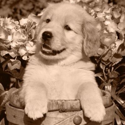 Profile Picture of Akira Kim (@akirakim1) on Twitter