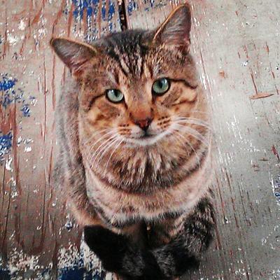 Profile Picture of Zachary Crane (@extrovertede44) on Twitter