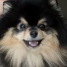 Profile Picture of Nemo (@ParkJim80608014) on Twitter