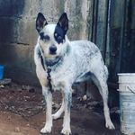 Profile Picture of Daniel Binns (@jodabica) on Instagram