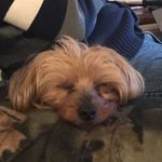 Profile Picture of Laurel Richardson Tanner (@corkytanner630) on Instagram