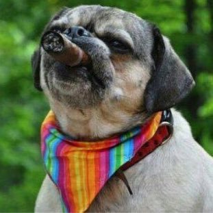 Profile Picture of Kyle Van EuroTrash (@Kyle_Van_01) on Twitter