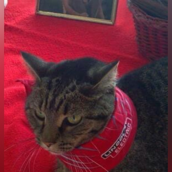 Profile Picture of Laura Irvine (@fredappaloosa) on Poshmark