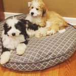 Profile Picture of James Brouilette (@jdoggy2007) on Instagram