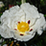 Profile Picture of felix gutierrez (@felixgutifotos12) on Flickr