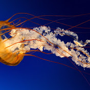 Profile Picture of Christopher Ward (@christopherward9037) on Youtube