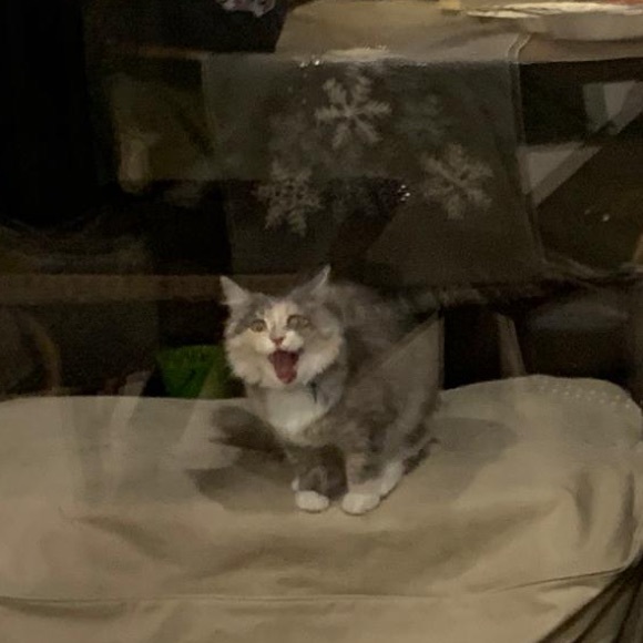 Saaphira Lohof - Poshmark Profile Picture of Saaphira Lohof (@saphiralohof) on Poshmark