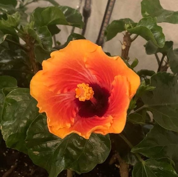 Profile Picture of Michelle Martinetti (@michmartinetti) on Poshmark