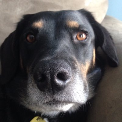 Profile Picture of Joseph Shelton (@KonichiwaJoe) on Twitter