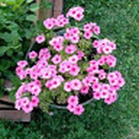 Profile Picture of Roxie Romero (@roxie-romero-4) on Quora