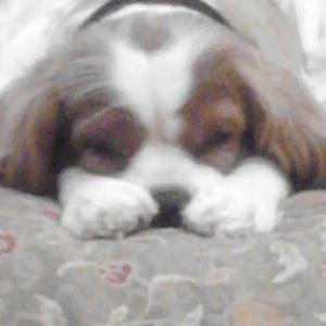 Profile Picture of LeeAnn McDaniel (@momloveskds) on Twitter