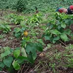 Profile Picture of Maloa Ronald (@Maloa-Ronald) on Facebook