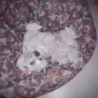 Profile Picture of CarlosFigueiraon Twitter