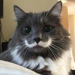 Profile Picture of Robin LeRoux (@dusangroux) on Instagram