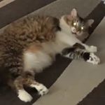 alexis ransom - Instagram Profile Picture of alexis ransom (@alexisranspam) on Instagram