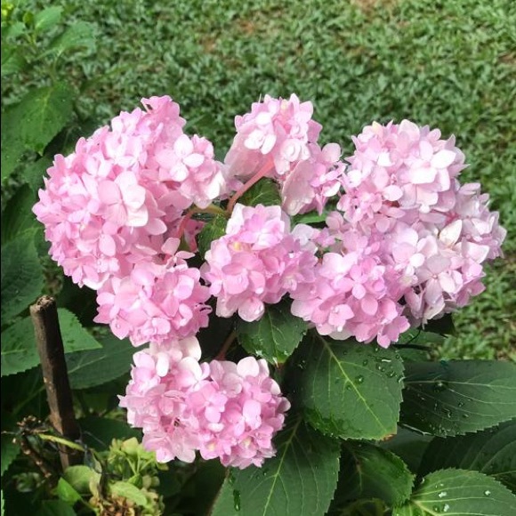 Profile Picture of Lynn Wong (@5hop5avvy) on Poshmark