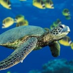 Profile Picture of Colleen Higuchi (@colleen.higuchi.7) on Facebook