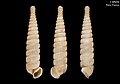Profile Picture of Berendtia (gastropod)on Wikipedia