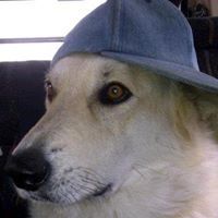 Profile Picture of Nancy Gilhooley (@fngilhooley) on Pinterest