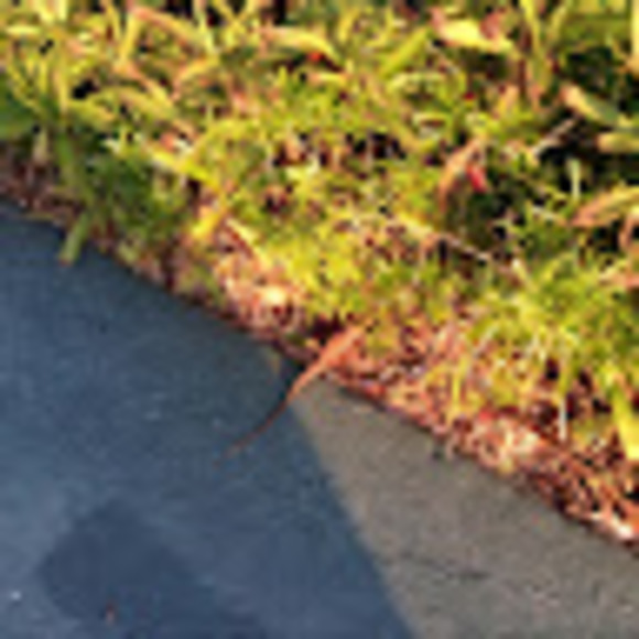 Profile Picture of Evan Wegrzyn (@p0lisheagle) on Poshmark