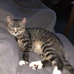 Profile Picture of Roscoe & Wilson (@roscoe_wilson01) on Instagram