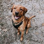 Profile Picture of Buck Gillikin (@buck.the.red) on Instagram