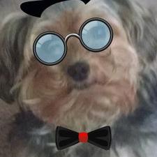 Profile Picture of Tyler Ries (@8ebede76b6d243e) on Twitter