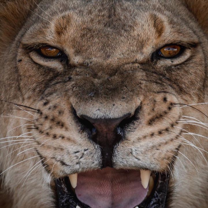 Profile Picture of Albert (@alberteagle) on Tiktok