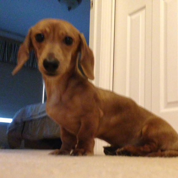 Profile Picture of Melissa Dobbyn (@mdobbyn) on Poshmark