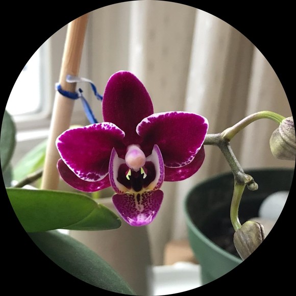 Profile Picture of Alexis Howland (@ah745) on Poshmark