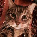 Profile Picture of Cindy Wolfe (@cindymwolfe) on Instagram