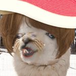Profile Picture of jeff the llama's cousin (@jeff_the_llamas_cousin_fred) on Instagram