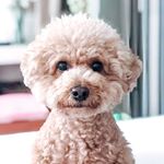 Profile Picture of DAUBE. (@daube.woofy) on Instagram