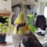 Chasseriaud Kevin - Instagram Profile Picture of Chasseriaud Kevin (@kalio.et.cie) on Instagram