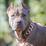 Profile Picture of Daniel Griffin (@precision_ambition) on Instagram