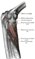 Profile Picture of Supinator muscleon Wikipedia