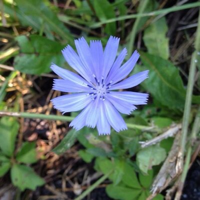 Profile Picture of Shelley Bacon (@sbaconrn) on Twitter