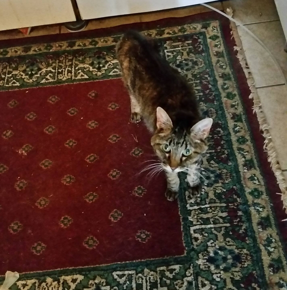 Profile Picture of Susan Zwygart (@susie2) on Poshmark