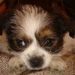 Profile Picture of Lisa Claxton (@lclaxton2) on Pinterest