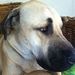 Profile Picture of August Foster Houston (@afosterhouston) on Pinterest