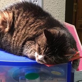 Profile Picture of Julie Mueller (@jafmueller) on Pinterest