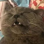 Profile Picture of Clarissa Liu (@clarissal40) on Instagram