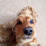 Profile Picture of Jake Baird (@goldencocker) on Instagram